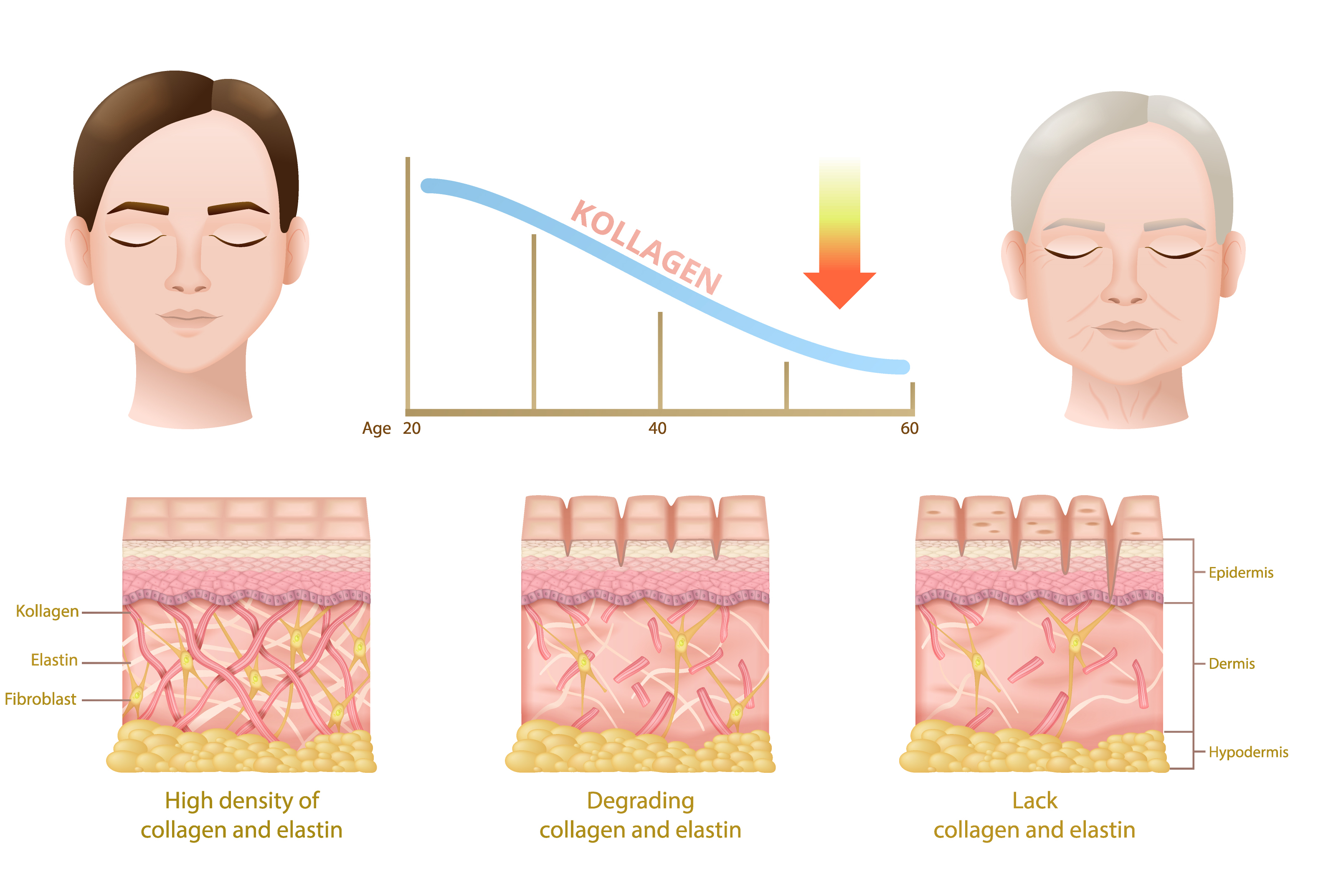 Kolagen vs elastin