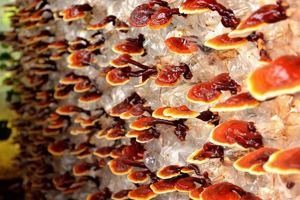 Reishi: Proč fruiting body versus mycelium rozhoduje o účinnosti