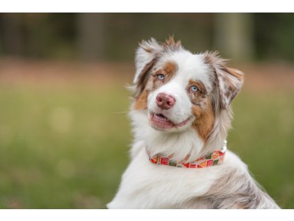 Obojek coffee kava hnedy pro psy whatthedog