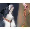 Obojek pro psa kava hnedy whatthedog