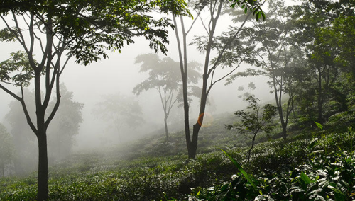 Ethical Tea Partnership