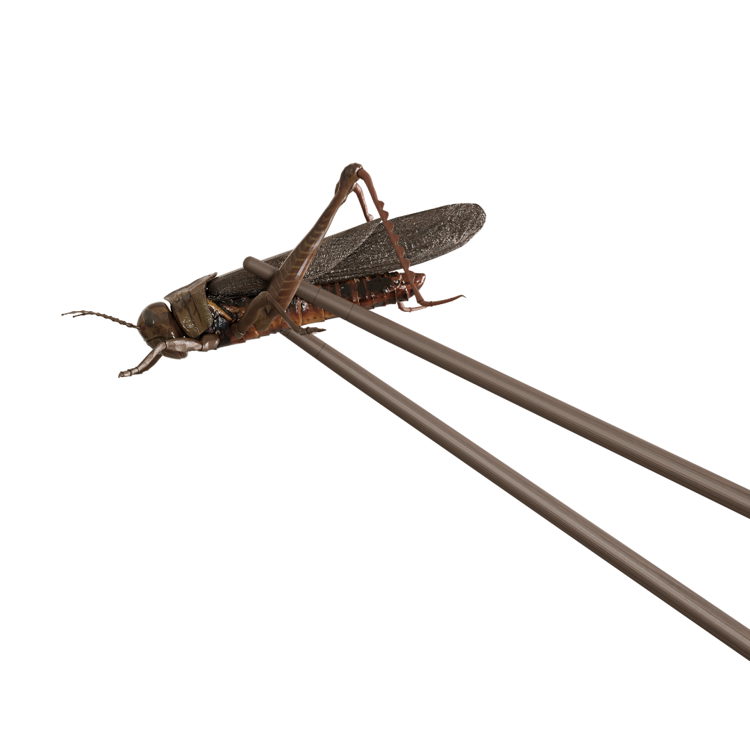 Cesta jedlého hmyzu na váš stôl