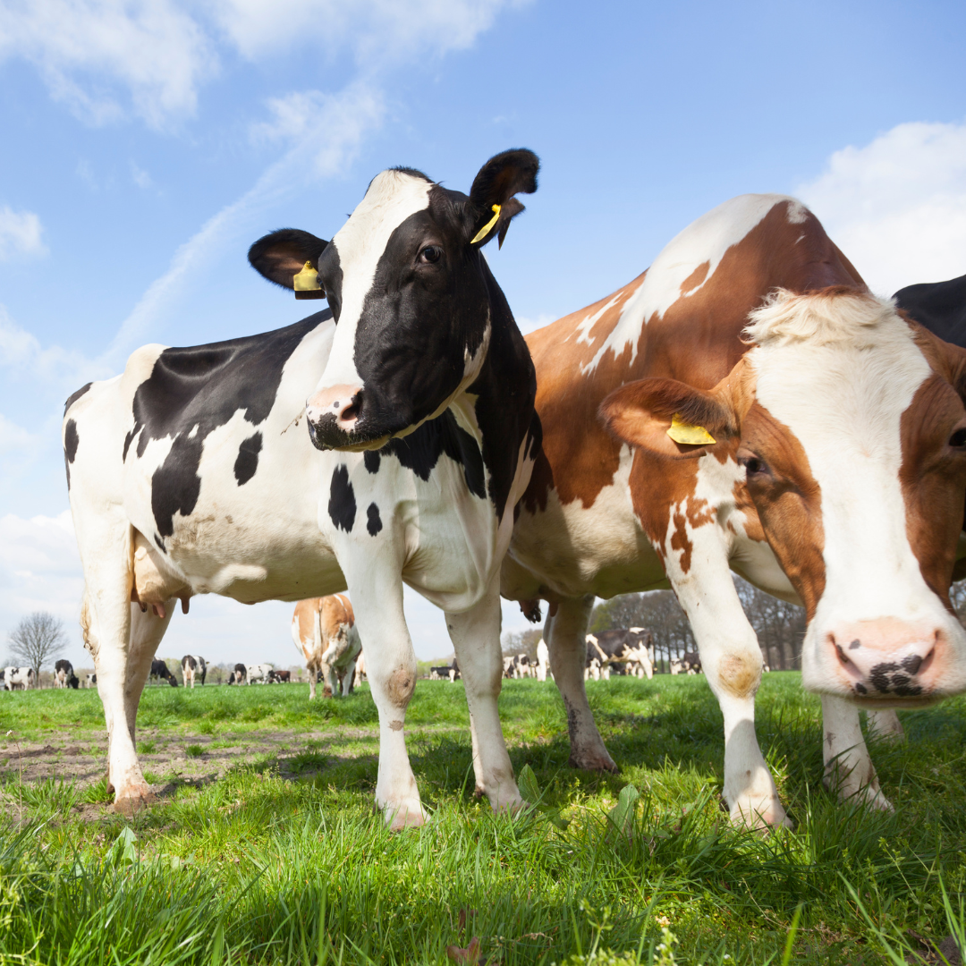 Produkcia CO2 v živočíšnej výrobe