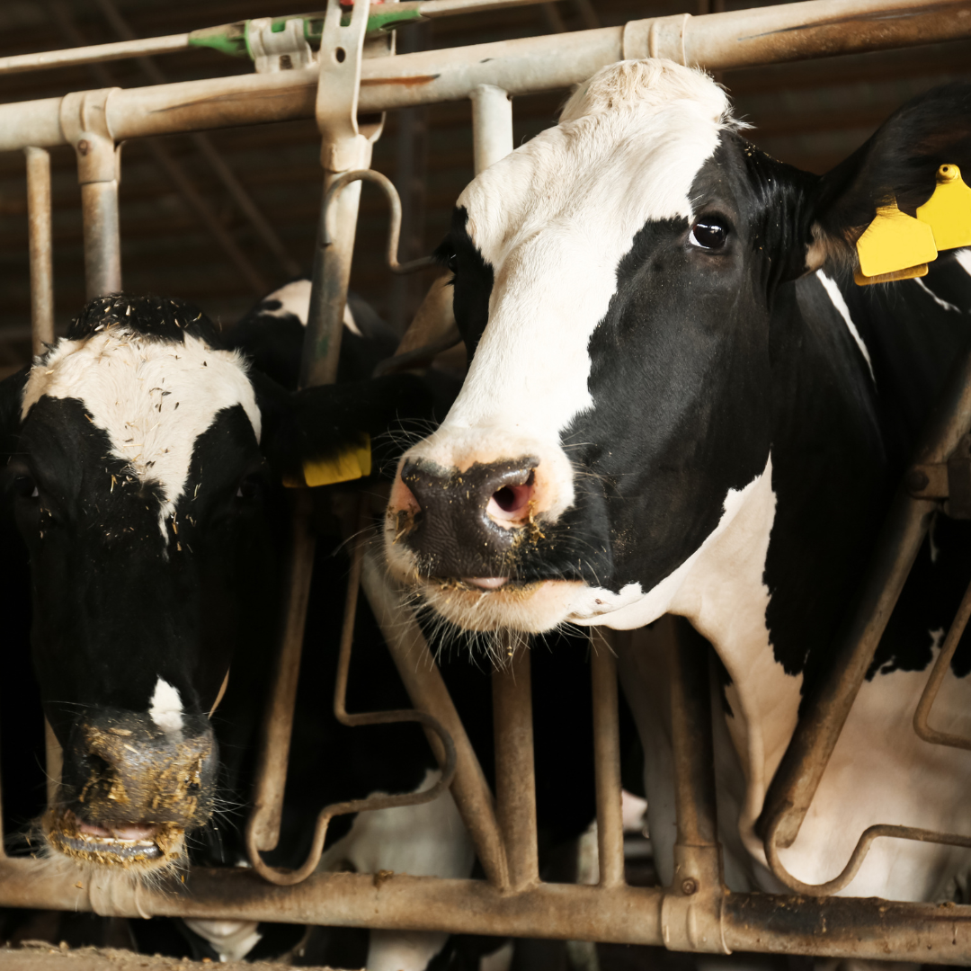 Jedlý hmyz vs. dobytok