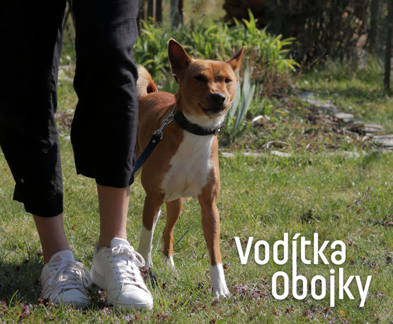 Vodítka Obojky 2024