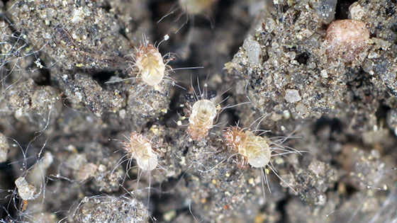 Jak zatočit s roztoči v posteli