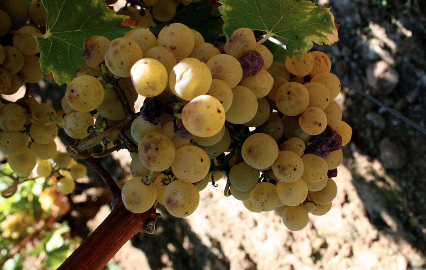 ➤ JAK CHUTNÁ SÉMILLON?