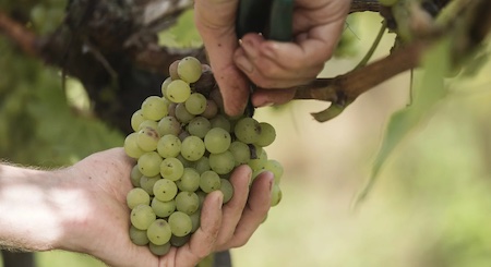 ➤  HISTORICKY NEJSLABŠÍ SKLIZEŇ HROZNŮ V BURGUNDSKU