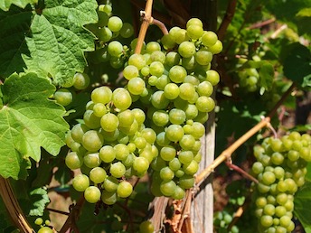 ➤ RIESLING - CO MOŽNÁ NEVÍTE