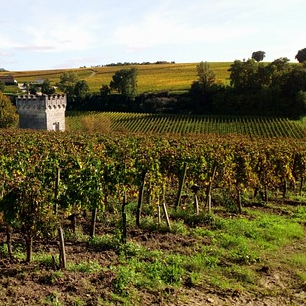 Vinařský region Bordeaux - ochutnejte červená vína