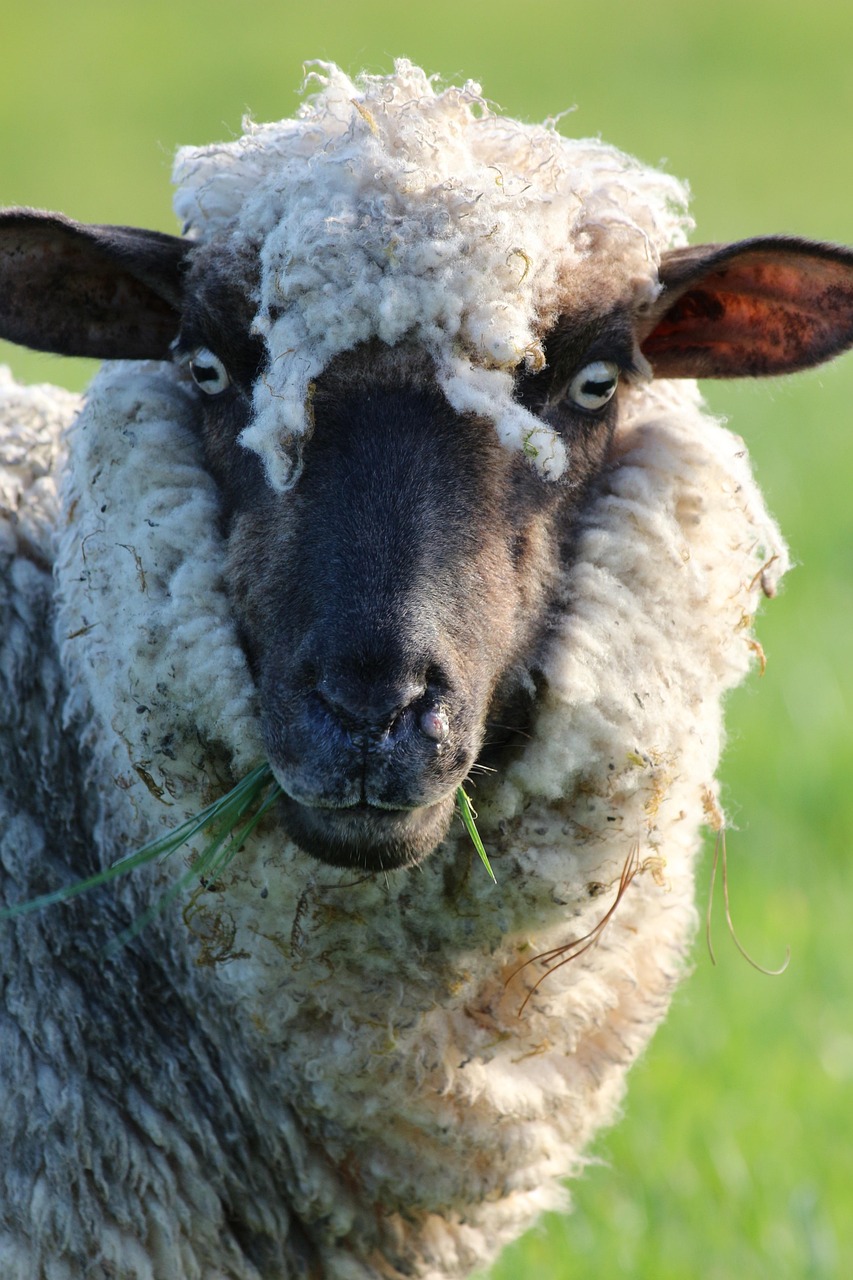 Merino vlna