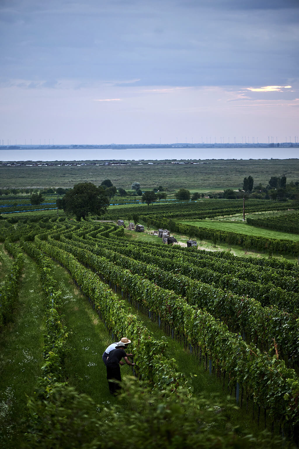 Heidi Schrock Georg Johaness vineyards grapes Rust Neusiedler See