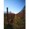 autumn vineyard toblino