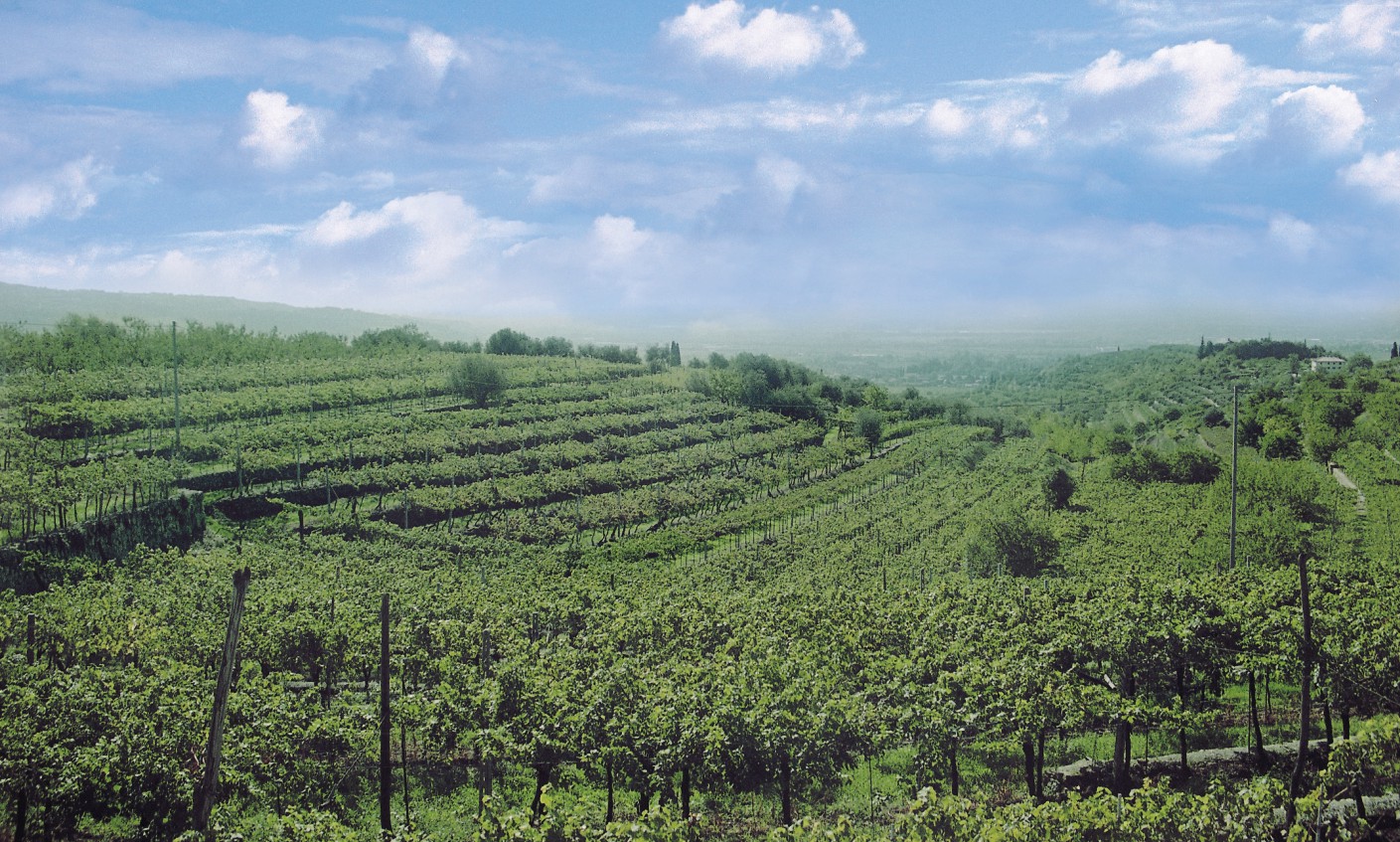Azienda Agricola Manara