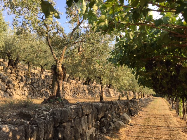Azienda Agricola Manara