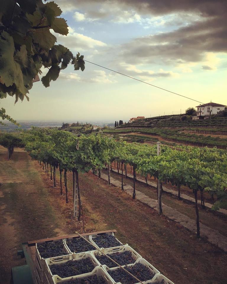 Azienda Agricola Manara