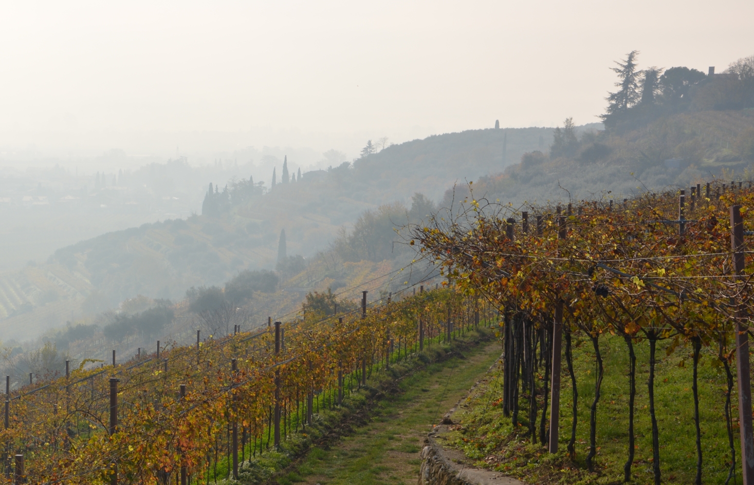 Azienda Agricola Manara
