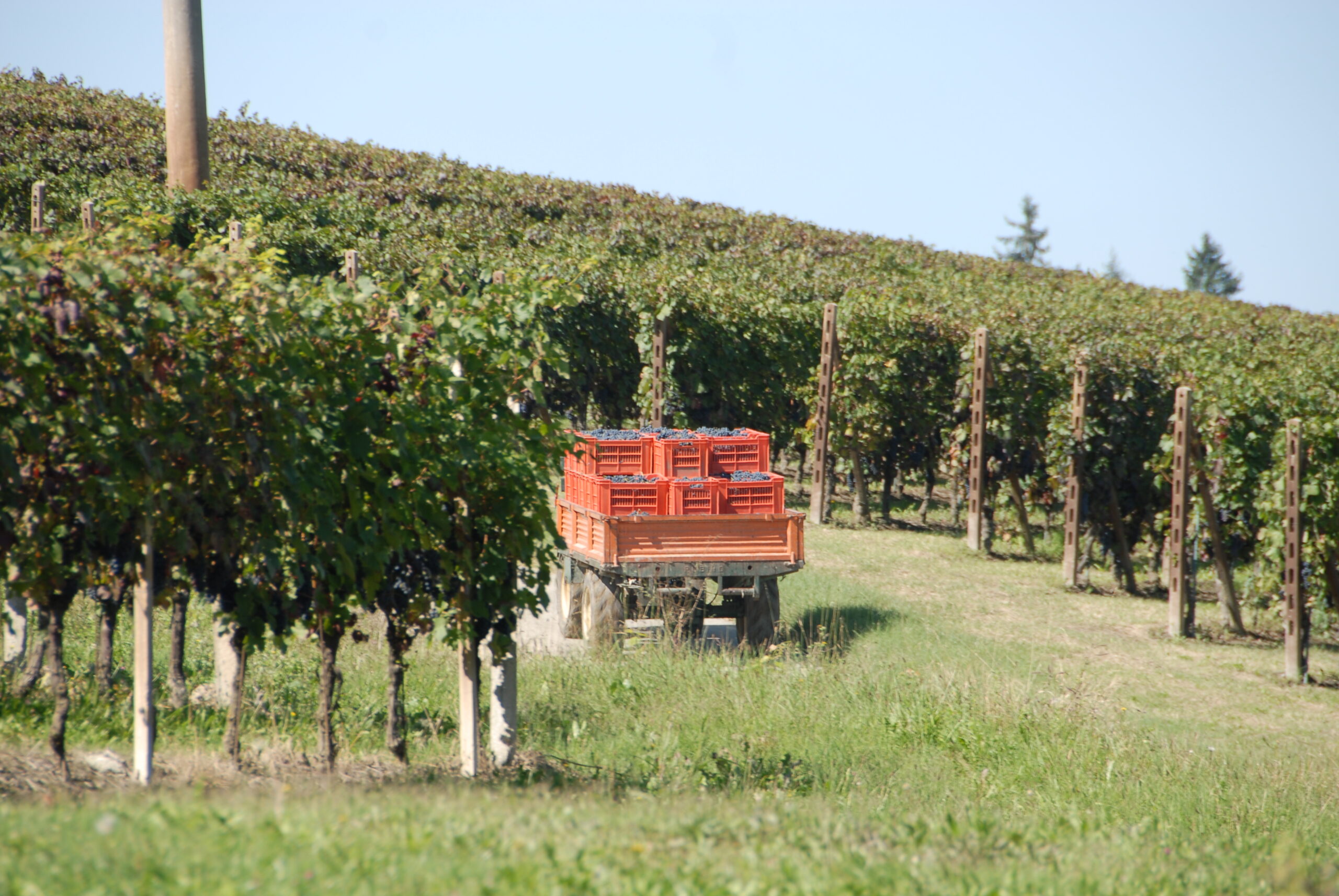 Cantine Andreas Mazzei