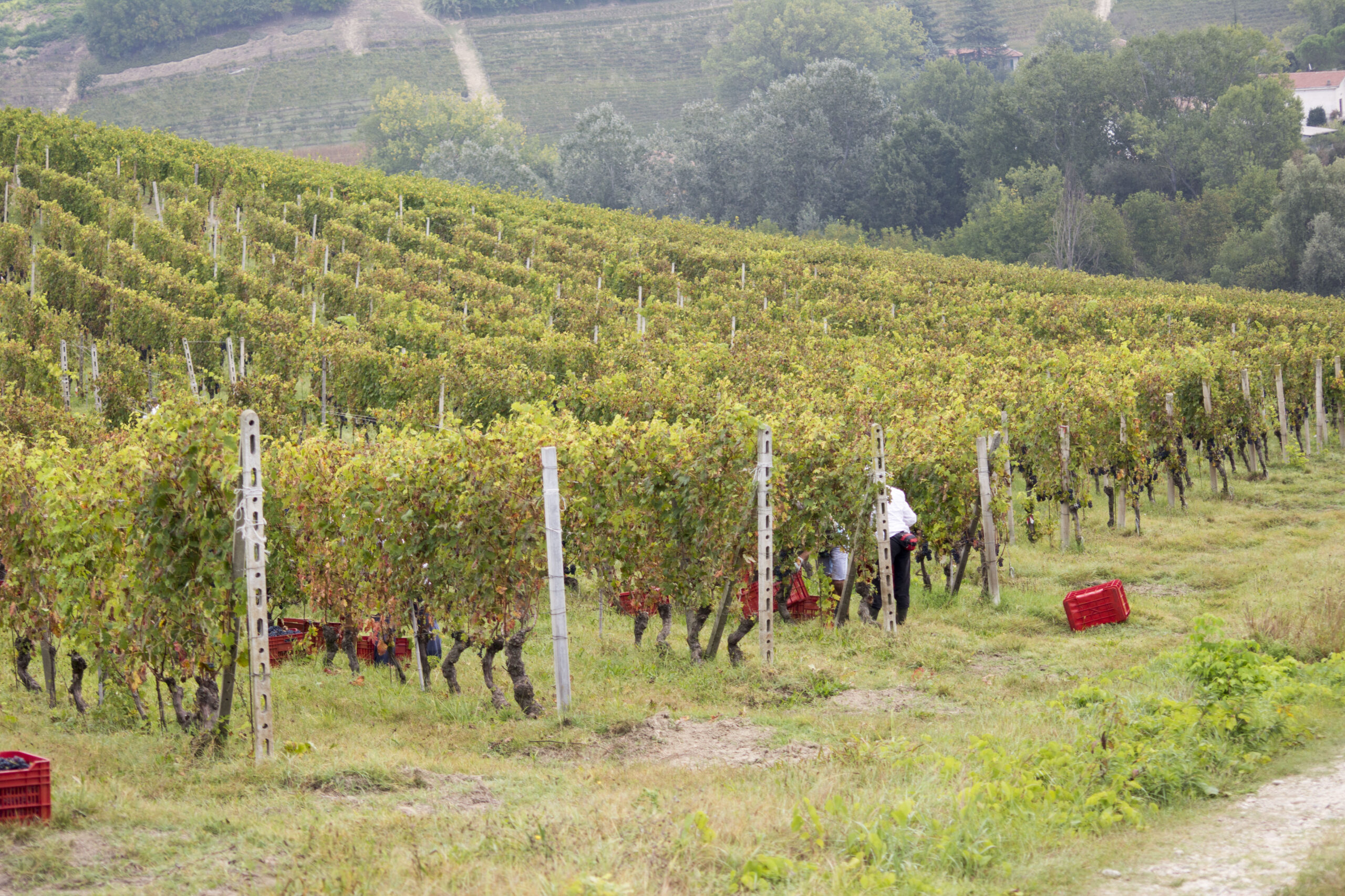 Cantine Andreas Mazzei