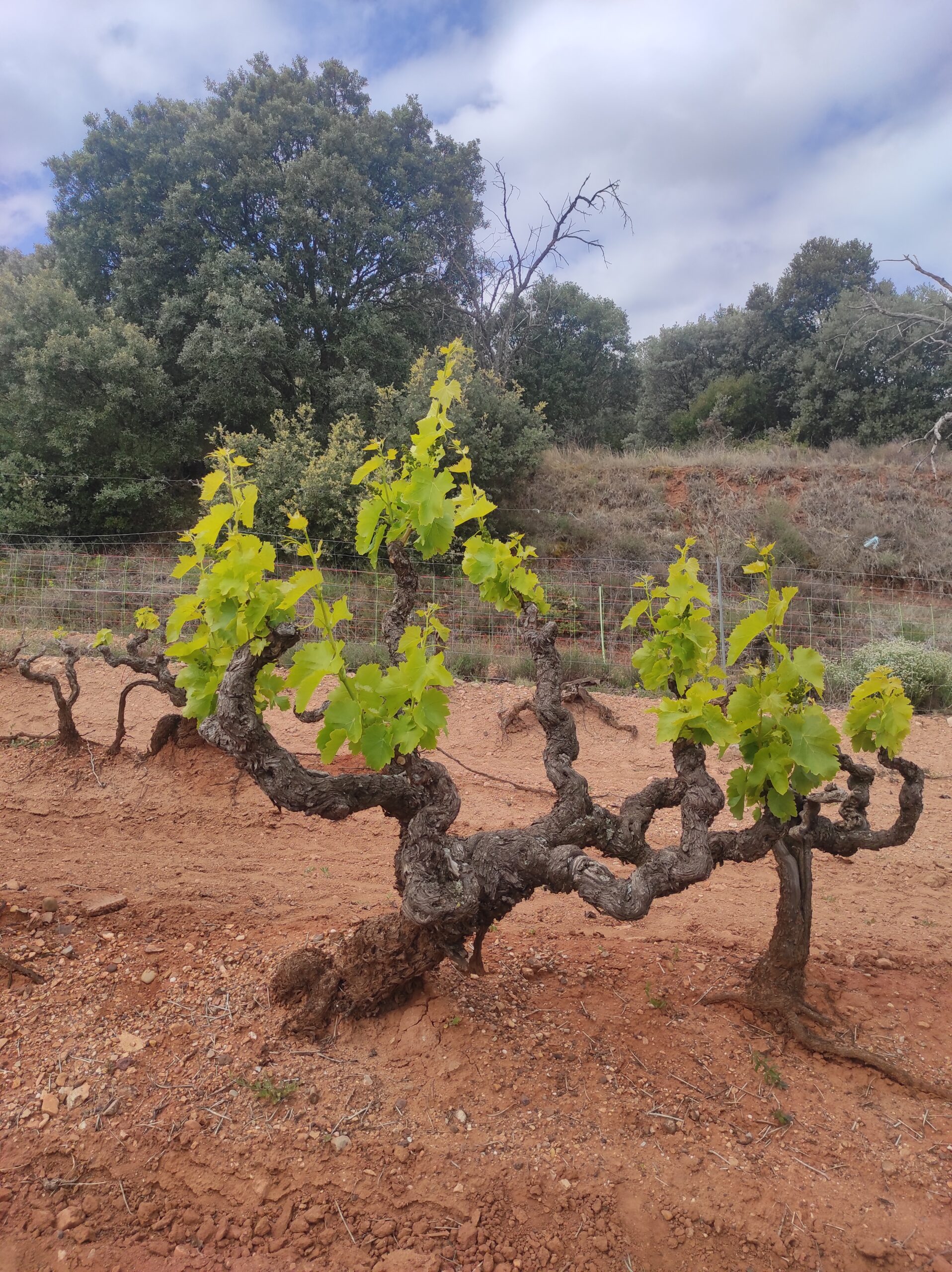 Arizcuren Bodega