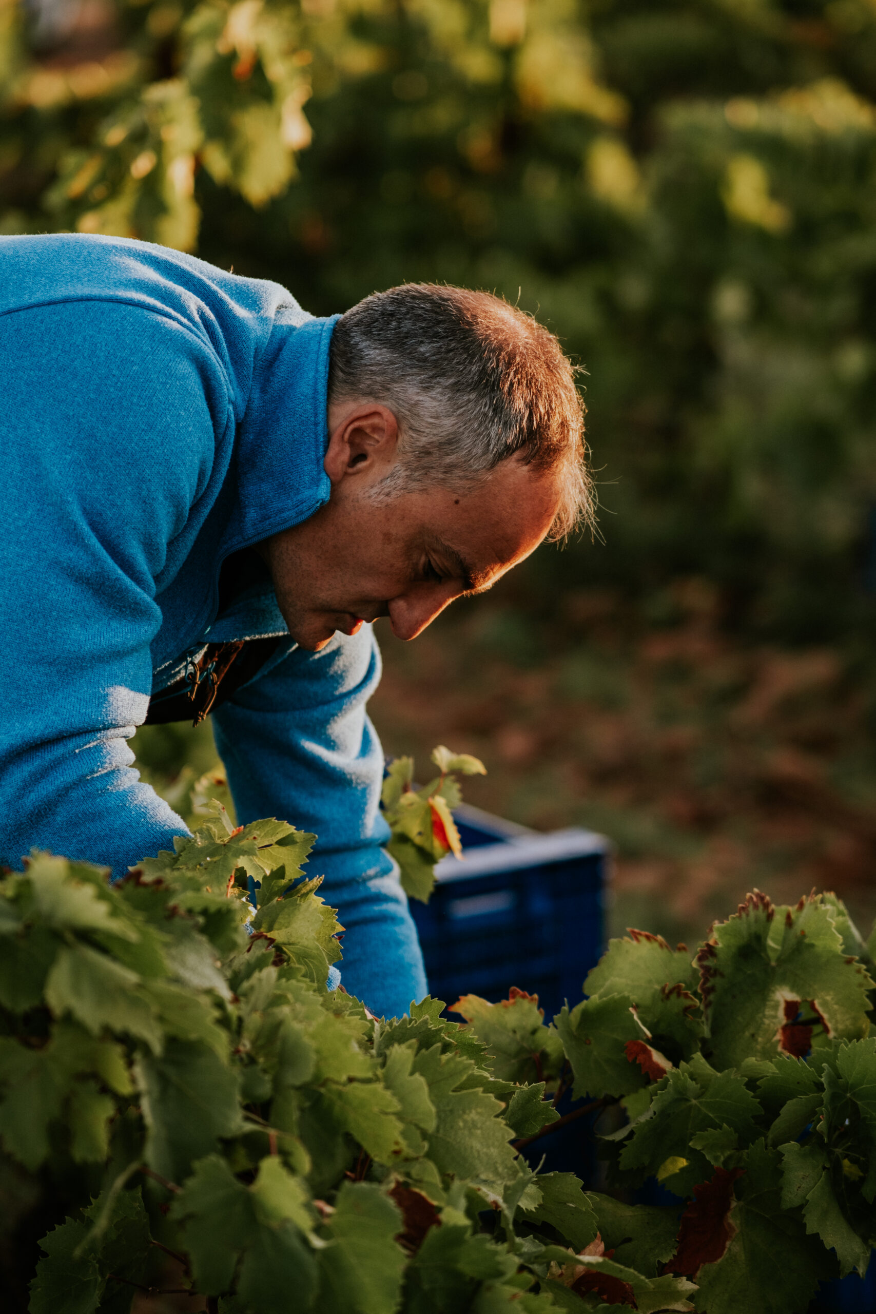 Arizcuren Bodega