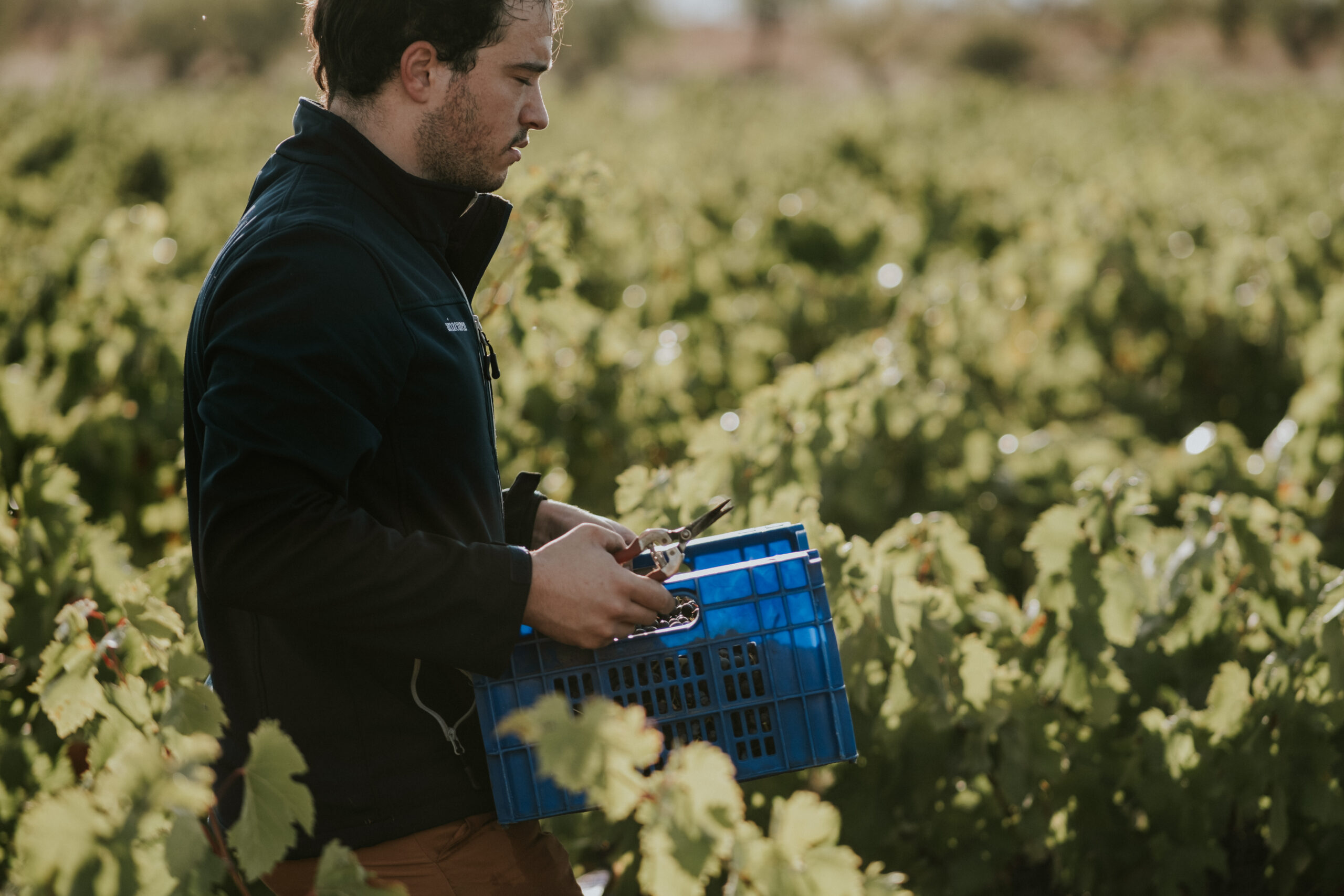 Arizcuren Bodega