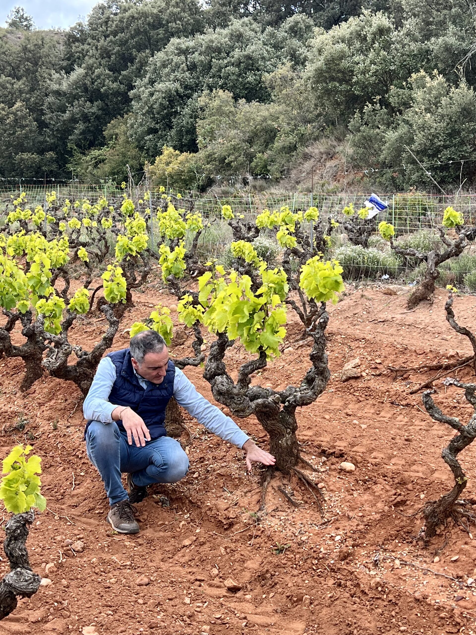 Arizcuren Bodega