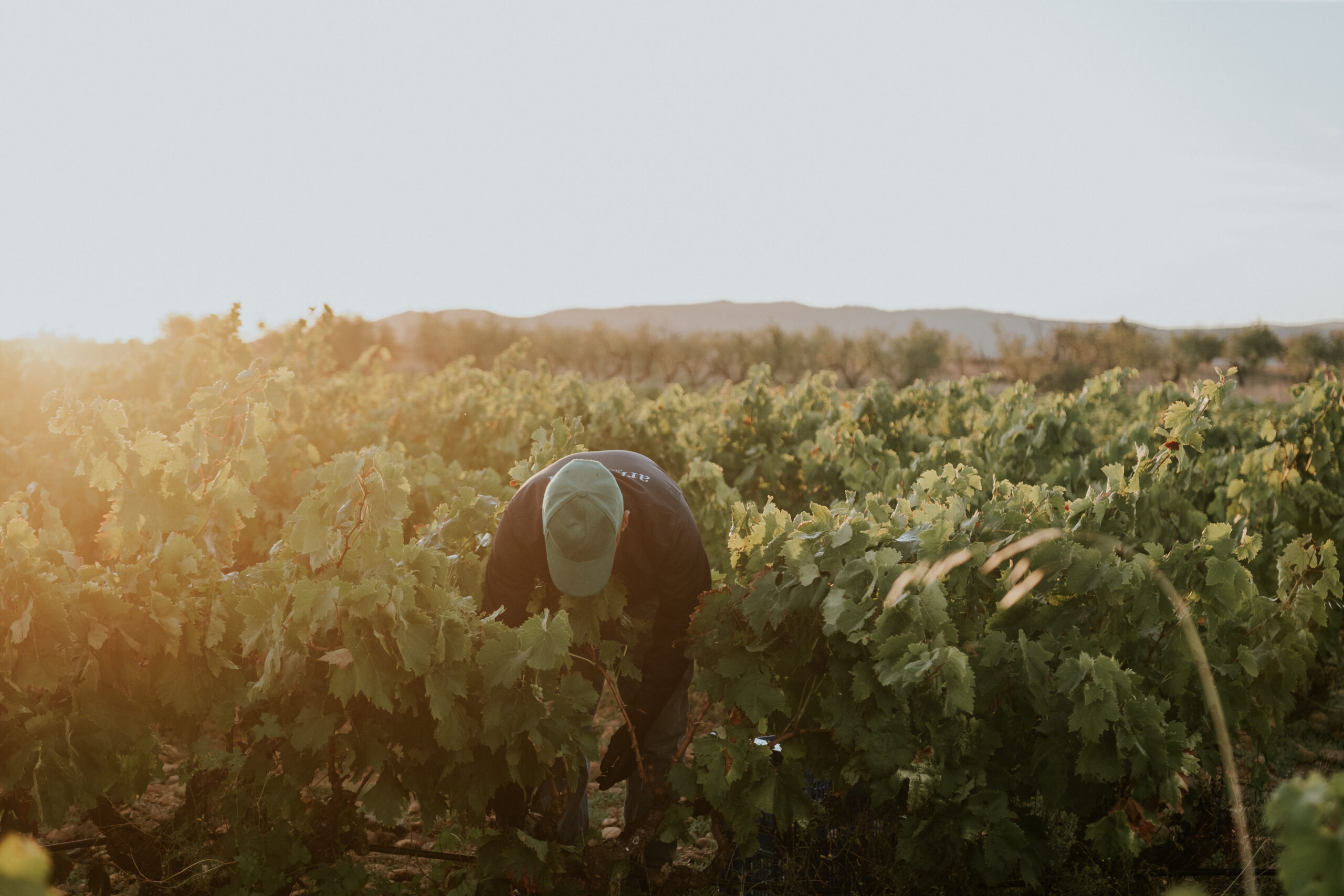 Arizcuren Bodega