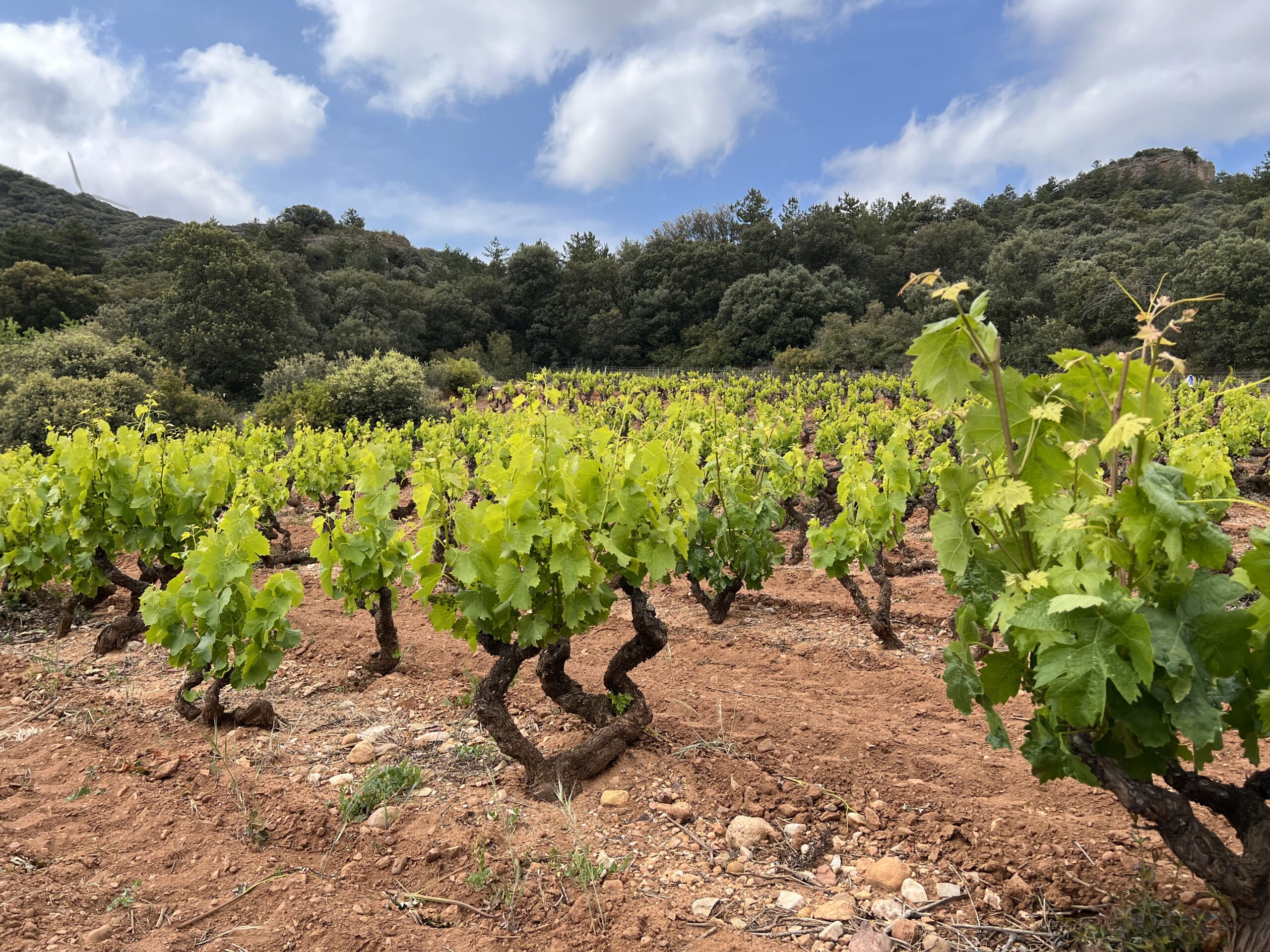 Arizcuren Bodega