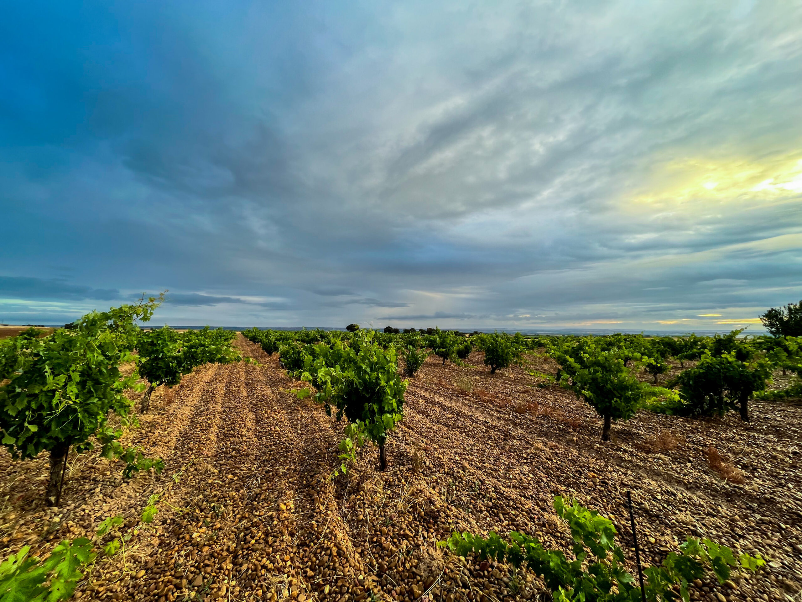 Bodega Mazas
