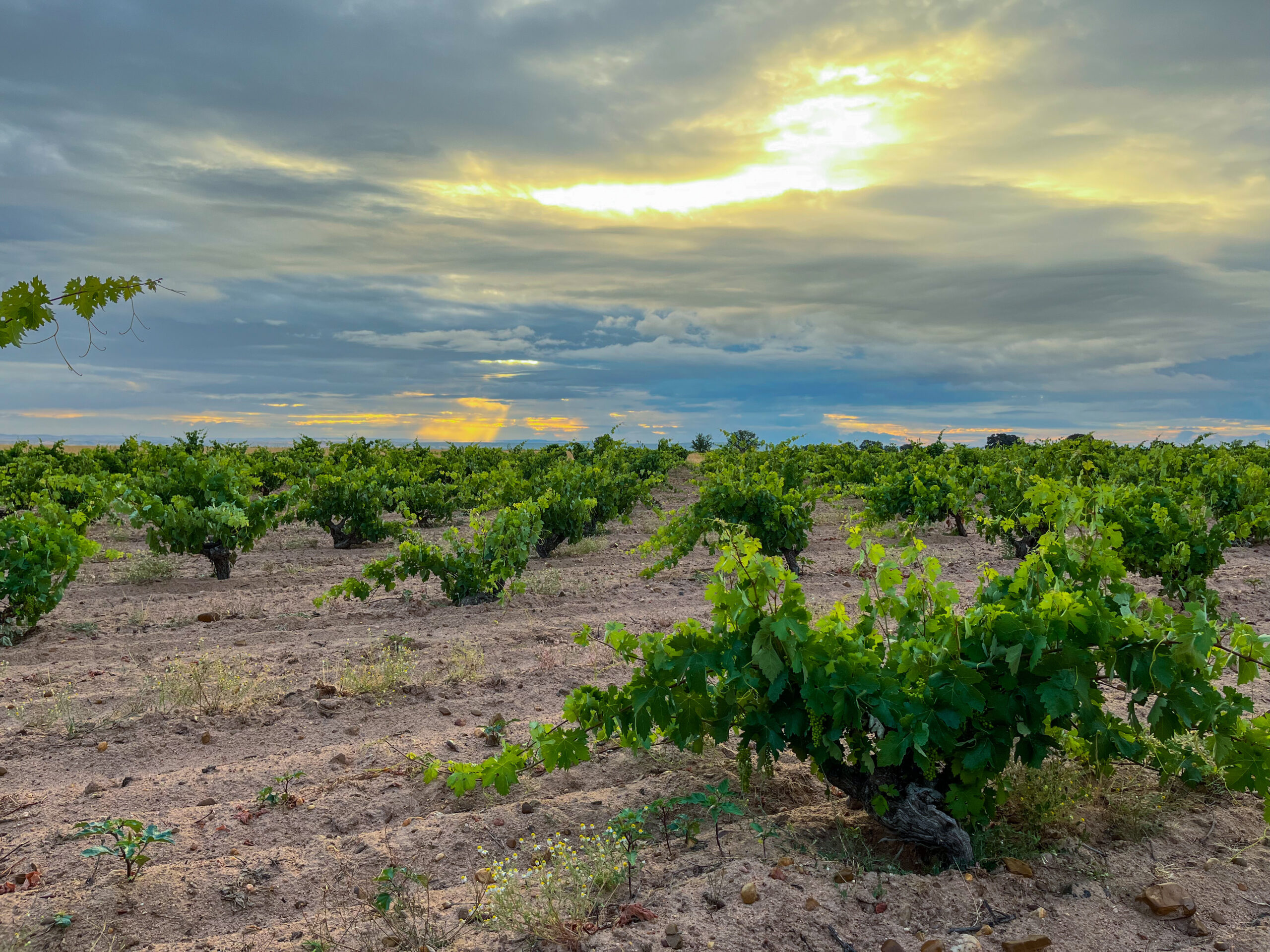 Bodega Mazas