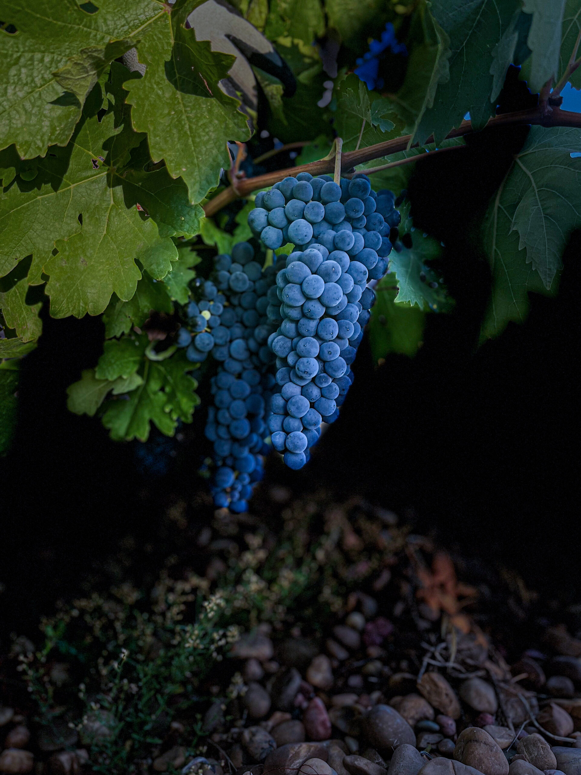 Bodega Mazas