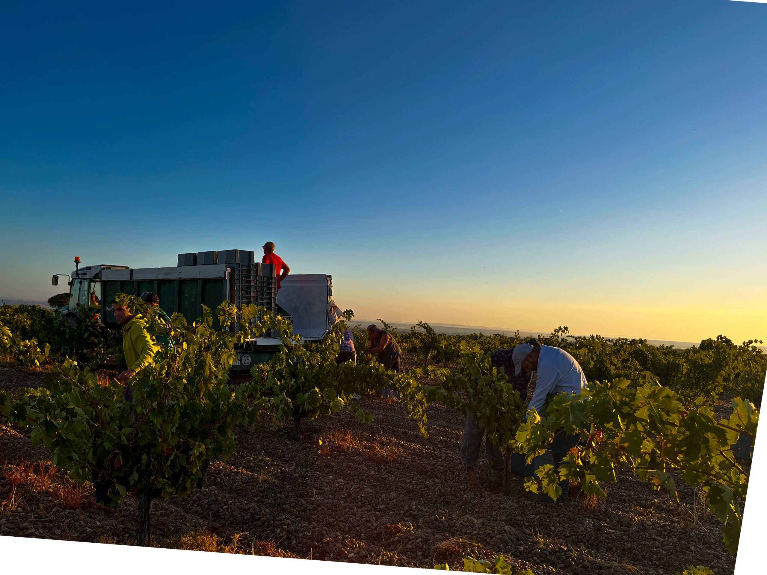 Bodega Mazas