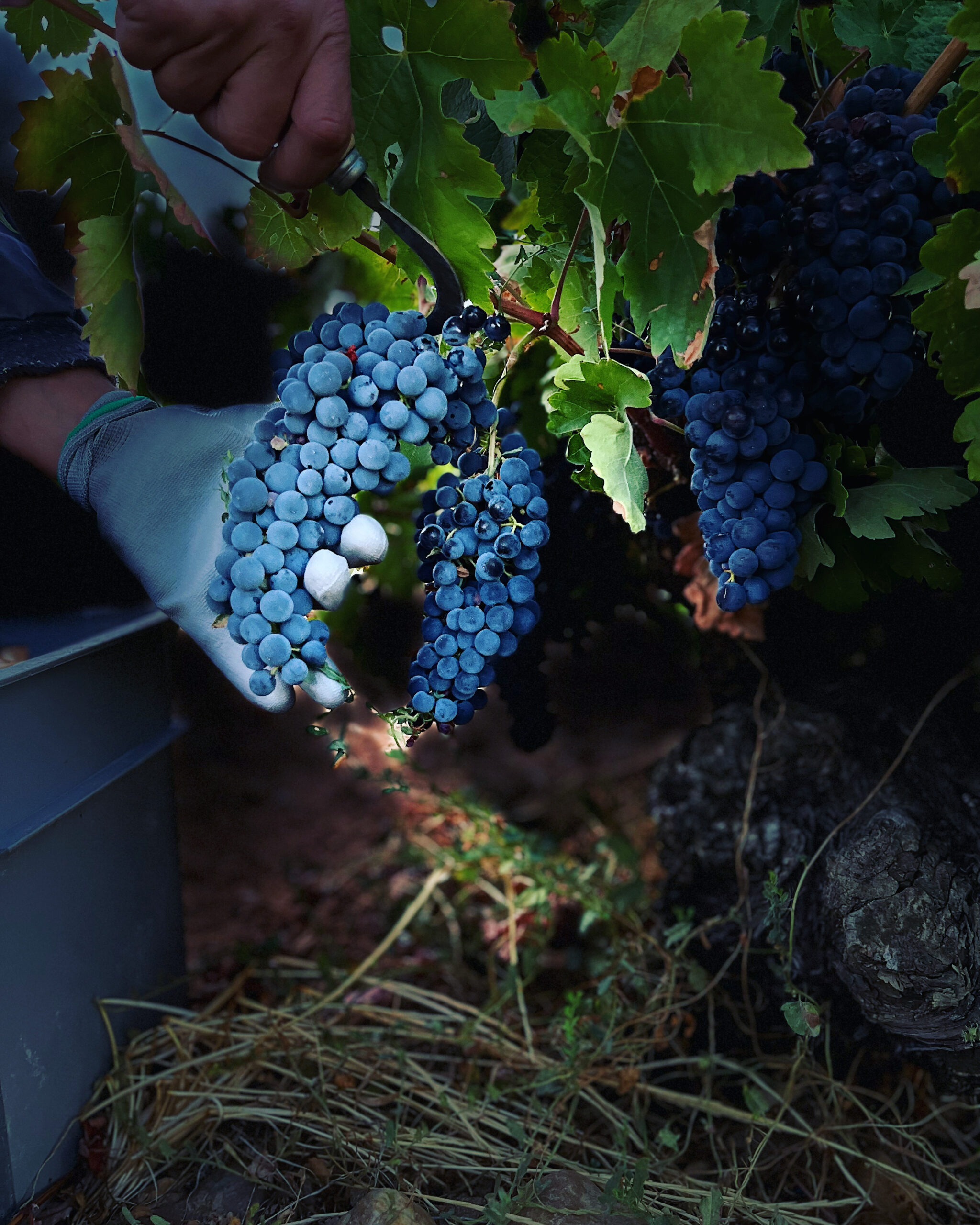 Bodega Mazas