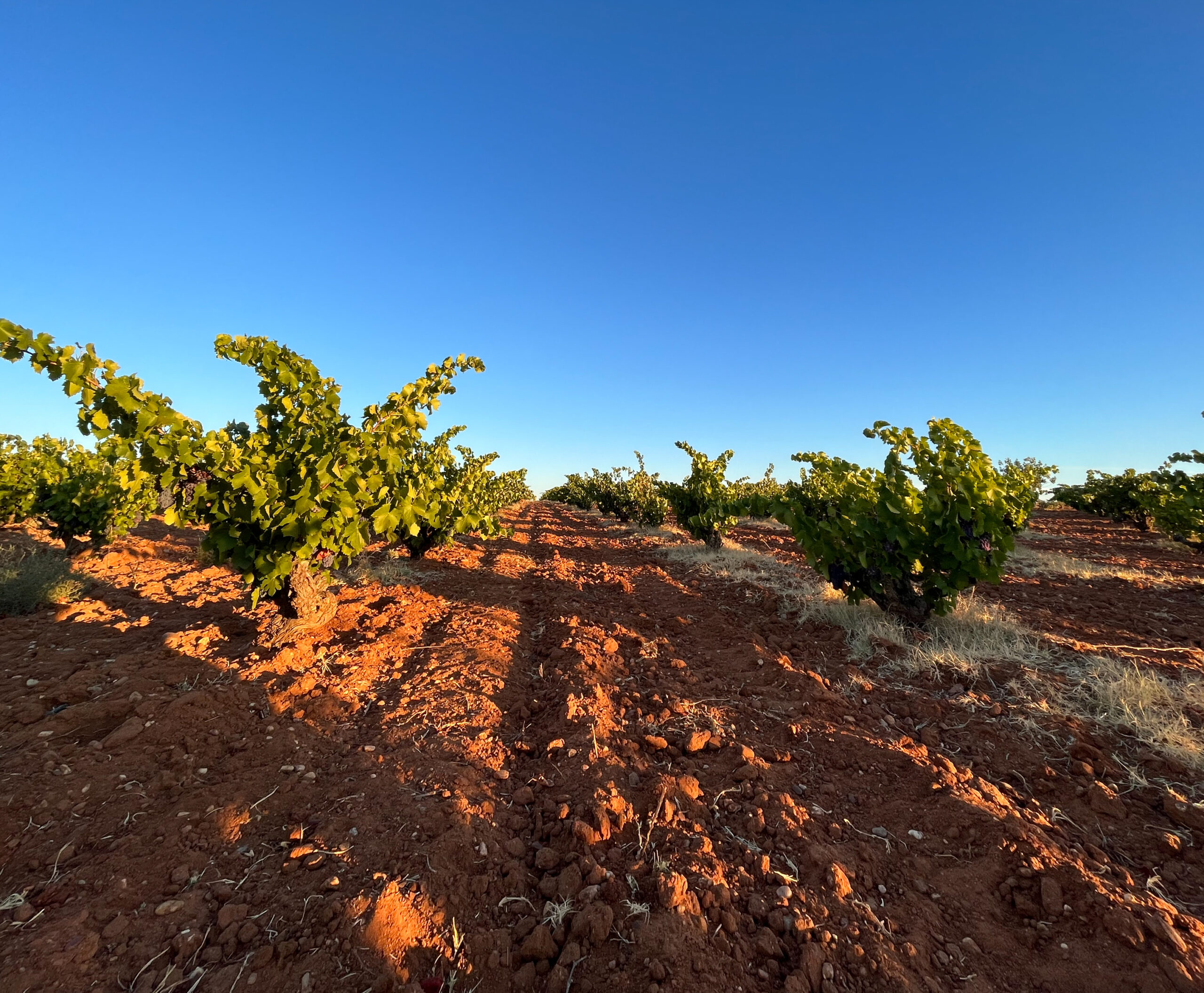 Bodega Mazas