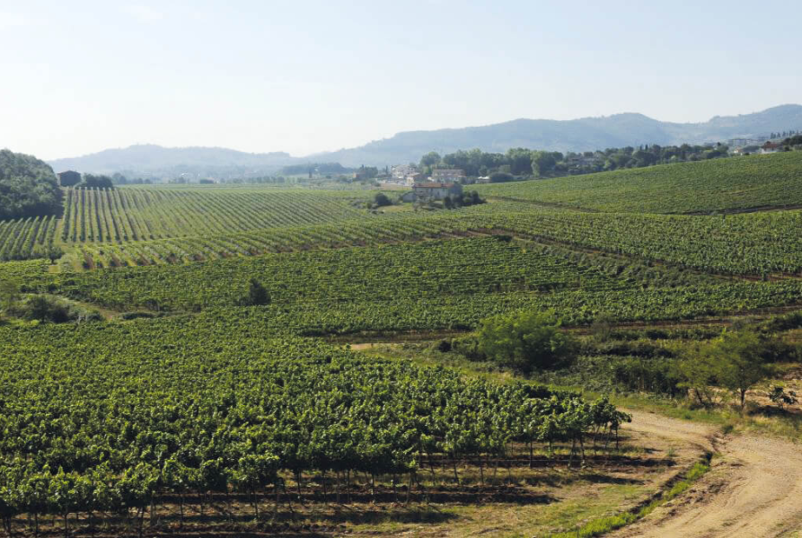 Cantine Bonacchi