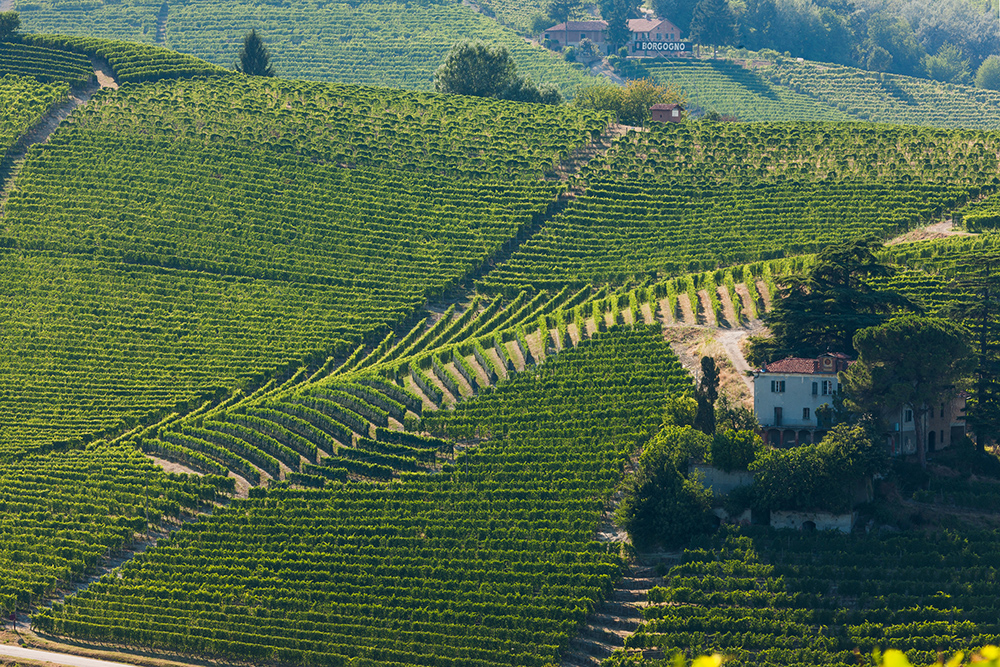 Cantina Damilano