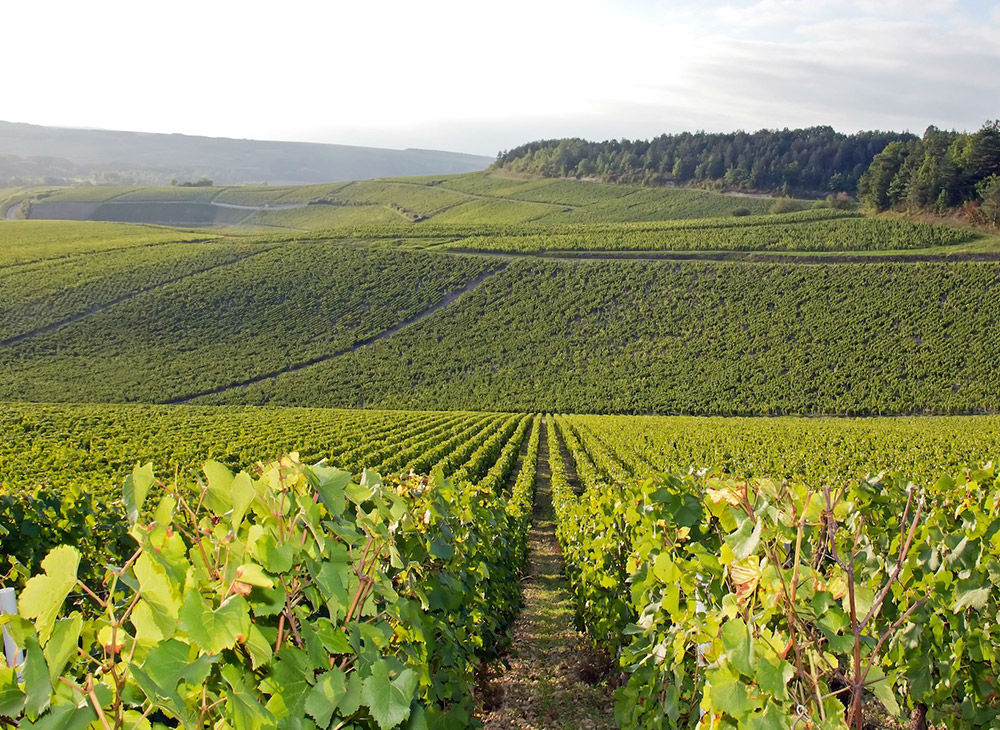 Domaine Gérard DUPLESSIS