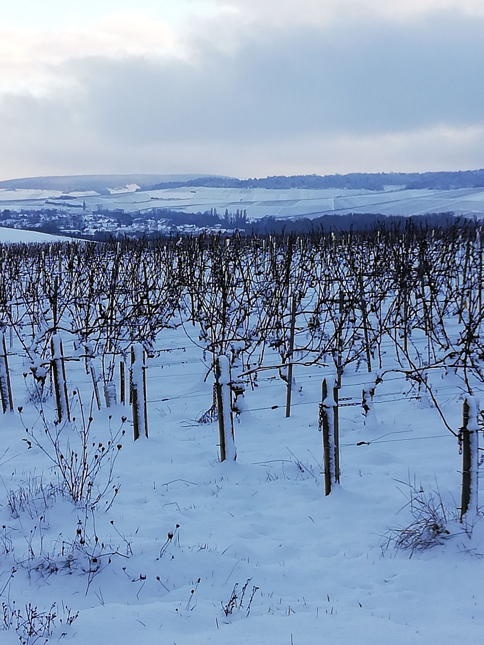 Domaine Gérard DUPLESSIS