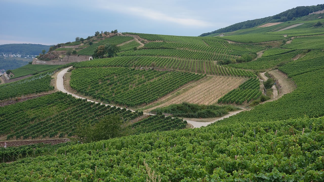 Weingut Freimuth