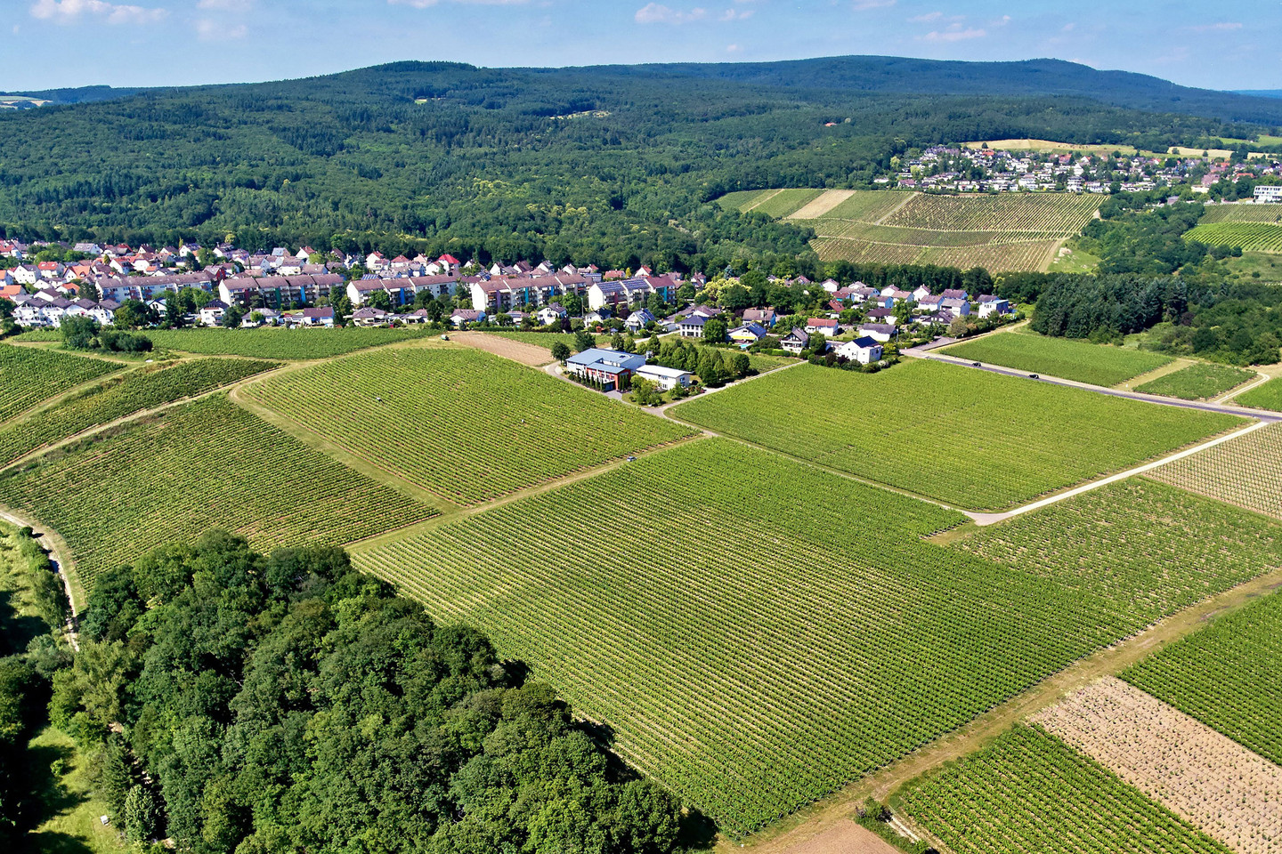 Weingut Freimuth