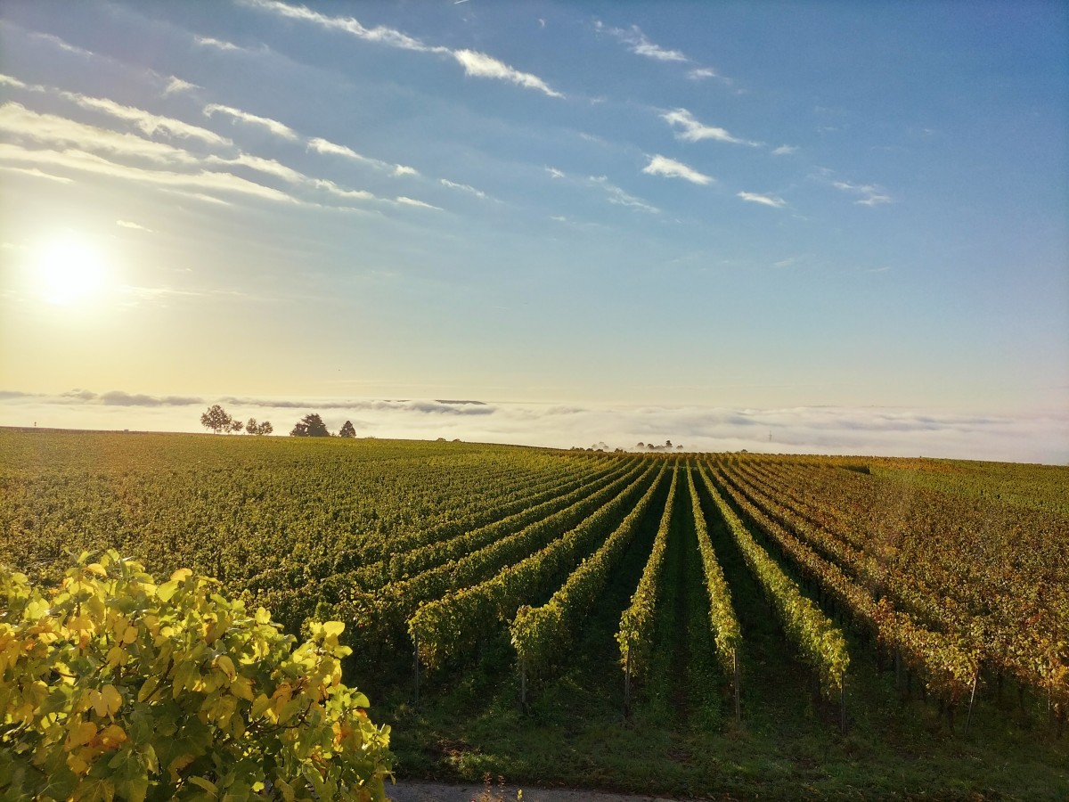 Weingut Freimuth