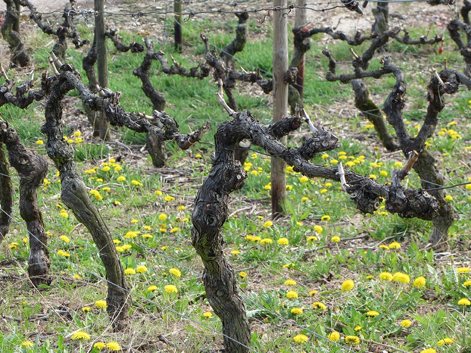 Weingut Freimuth