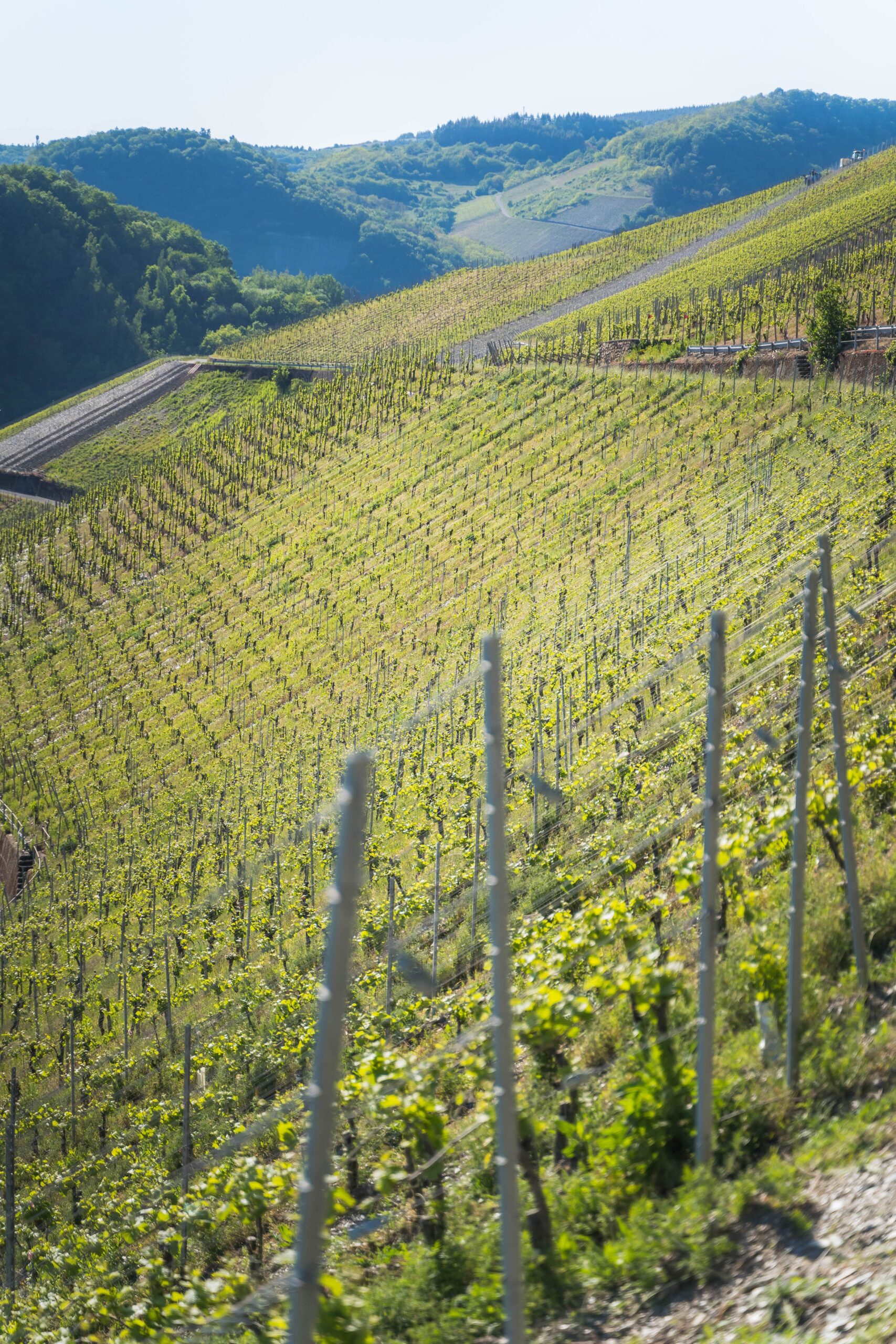 Weingut Grans-Fassian