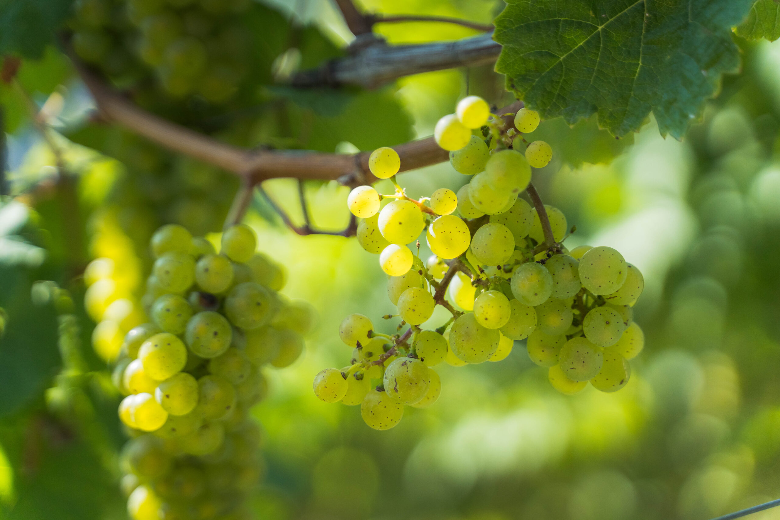 Weingut Grans-Fassian