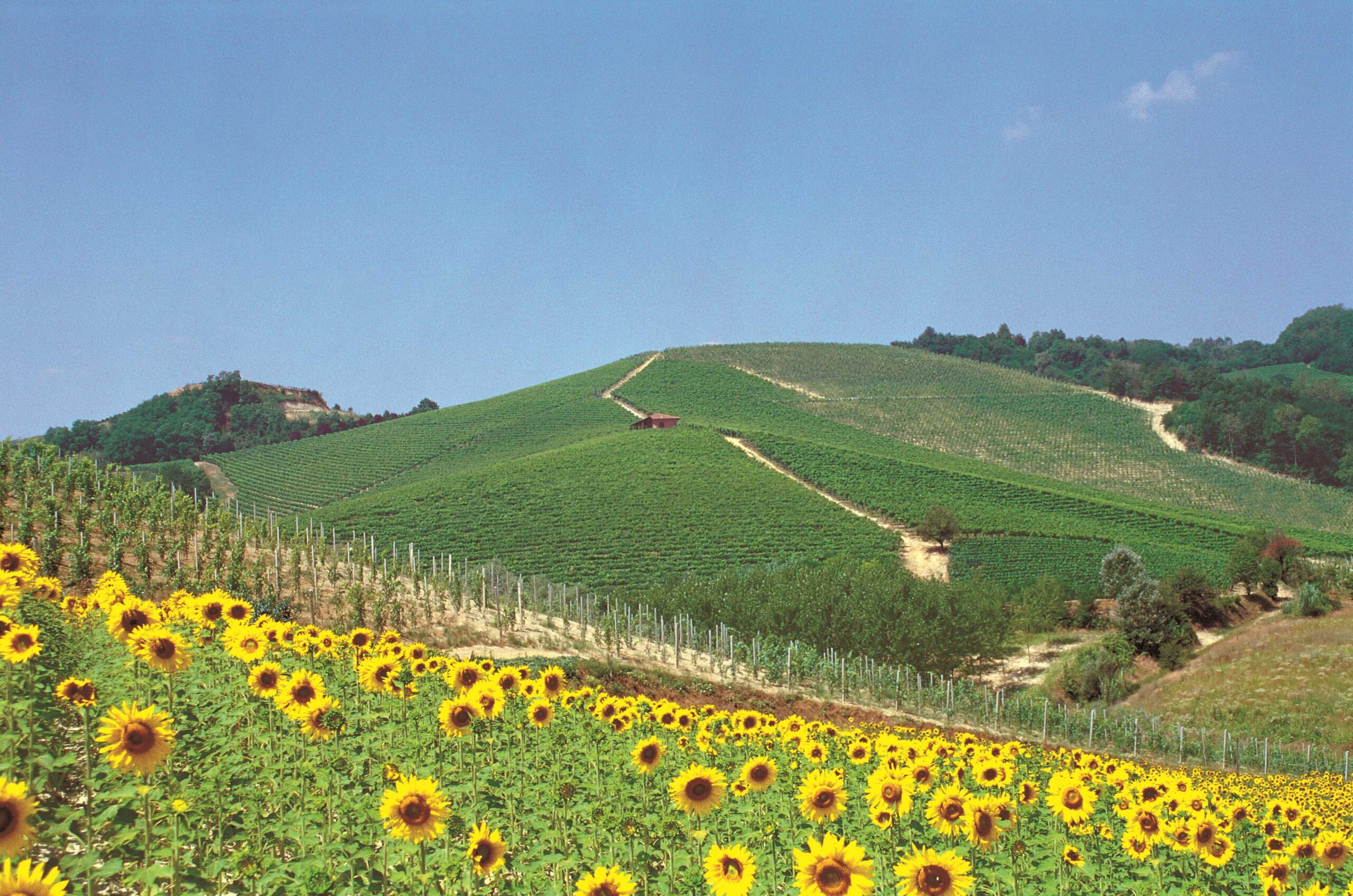 Tenuta Larame
