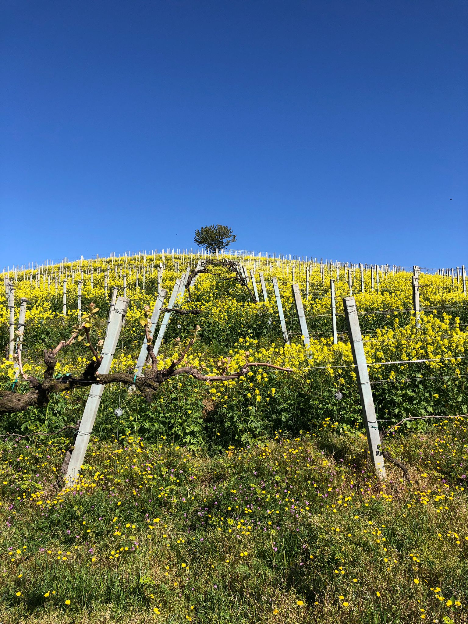 Tenuta Larame