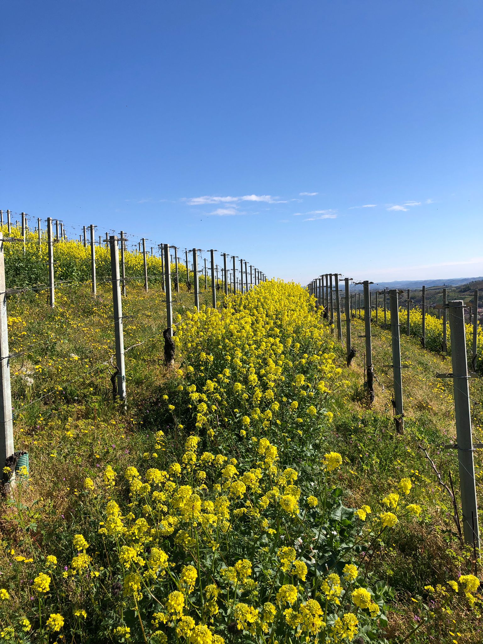 Tenuta Larame