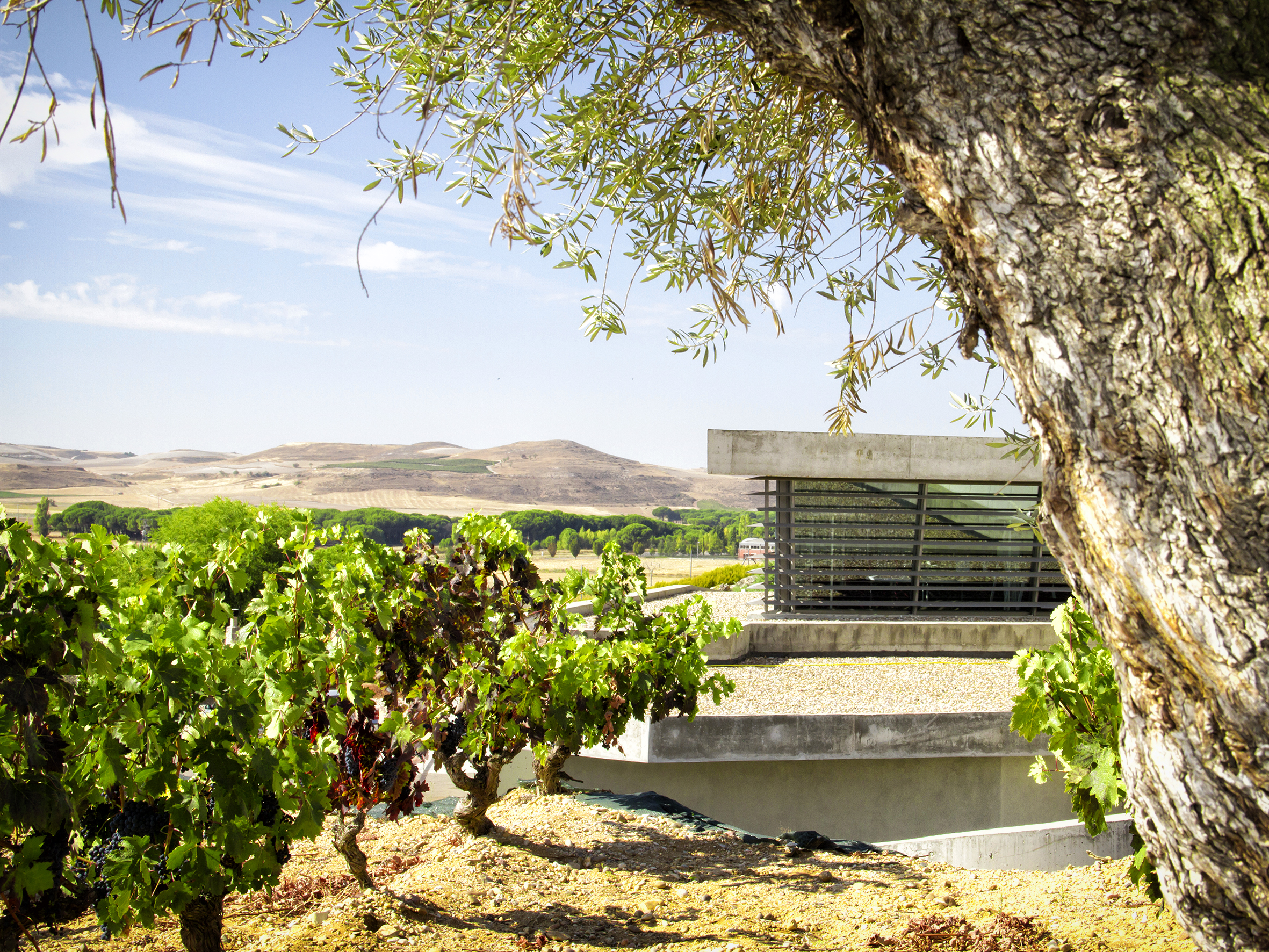 Tr3smano Bodega