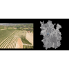 Brunate vineyard